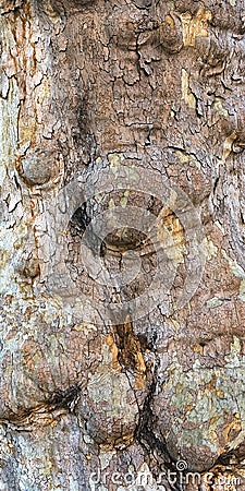 Nodules on the bark of a tree close up Stock Photo