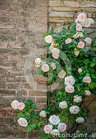 Noisette rose bush near an ancient wall Stock Photo