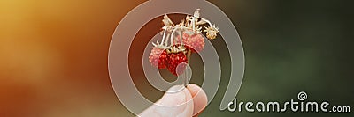 noisy grainy effect photo of sprig of wild berry strawberries in man`s hand holds. male fingers holding and harvesting forest red Stock Photo