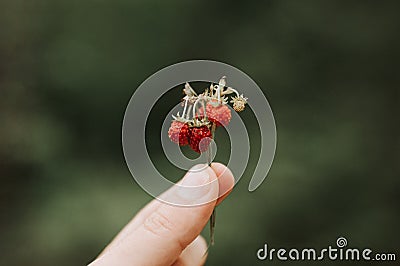 noisy grainy effect photo of sprig of wild berry strawberries in man`s hand holds. male fingers holding and harvesting twig fores Stock Photo