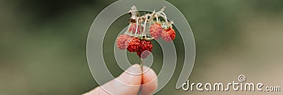 noisy grainy effect photo of sprig of wild berry strawberries in man`s hand holds. male fingers holding and harvesting twig fores Stock Photo
