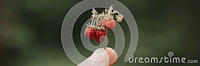 noisy grainy effect photo of sprig of wild berry strawberries in man`s hand holds. male fingers holding and harvesting twig fores Stock Photo