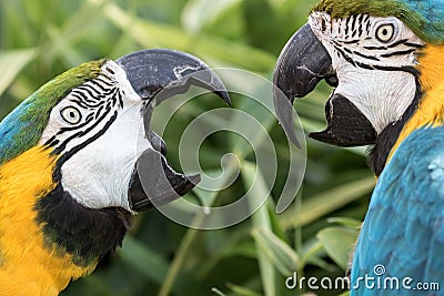 Noisy neighbor. Domestic squabble of two Blue-and-gold macaw neighbours. Stock Photo