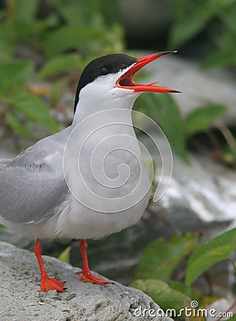 Noisy Tern Stock Photo