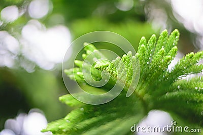 Nolfolk island pine Stock Photo