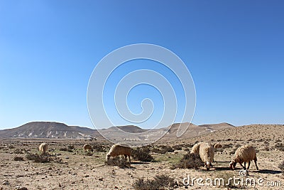 Nomad's sheeps in Ein avdat national park in Israel Stock Photo
