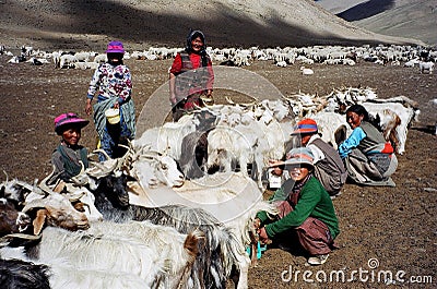 Nomads in Ladakh, India Editorial Stock Photo