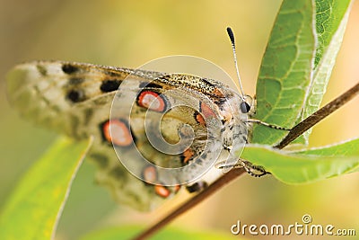 Nomion butterfly Stock Photo