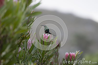 Non breeding malachite sunbird Nectarinia famosa Stock Photo