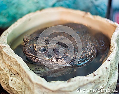 The non-native marine toad, Bufo marinus Stock Photo