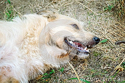 A non-pedigreed abandoned dog lies on the ground. Stock Photo