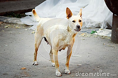 A non-pedigreed abandoned dog on the street Stock Photo