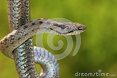 Non venomous Smooth snake, Coronella austriaca Stock Photo