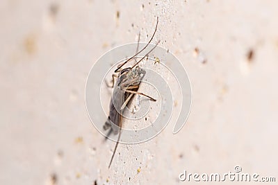 Nonbiting midge Chironomus sp. posed on a concrete wall Stock Photo