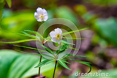 nondescript, but pleasing to the eye first spring white flowers - snowdrops forest anemone Stock Photo