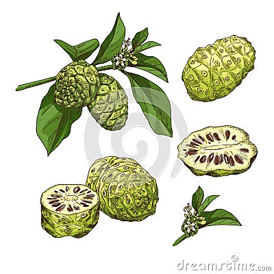 Hand drawn colorful noni. Set sketches with cut noni, branch and flower. Vector Illustration