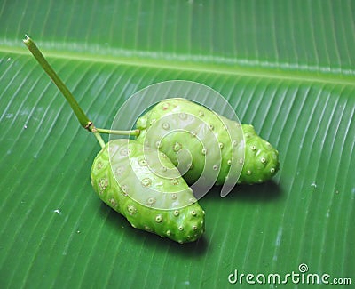 Noni fruit Stock Photo