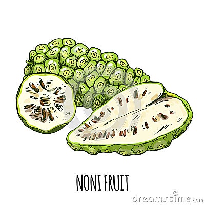 Noni fruit, Full color realistic hand drawn vector. Vector Illustration