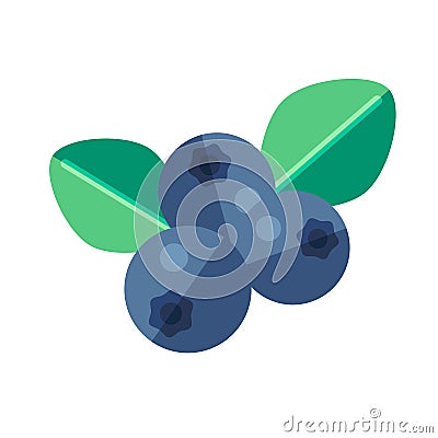 Noni fruit and leaves vector illustration. Superfood morinda cit Vector Illustration