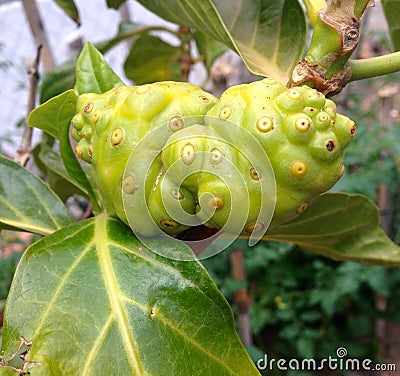 Noni fruit Stock Photo