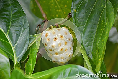 Noni fruit on tree Stock Photo