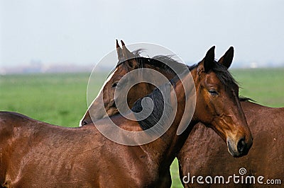Nonius Horse, Breed living in Puszta, Hungary Stock Photo
