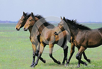 Nonius Horse Trotting through Puszta in Hungary Stock Photo