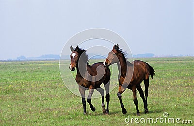 Nonius Horses in Puszta, Hungary Stock Photo