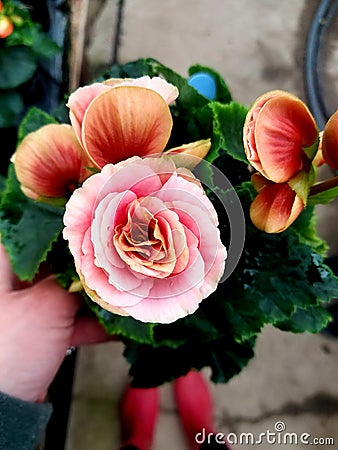 Nonstop begonias from the Cherry greenhouse Stock Photo