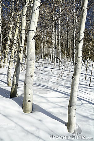 After noon in the forest with Aspens and snow Stock Photo