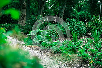 Communal city garden Editorial Stock Photo