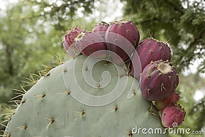 Nopal Stock Photo