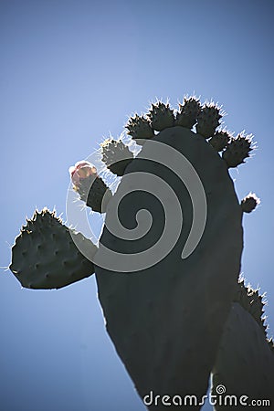 Back-lit nopal, prickly with new buds and flowers Stock Photo