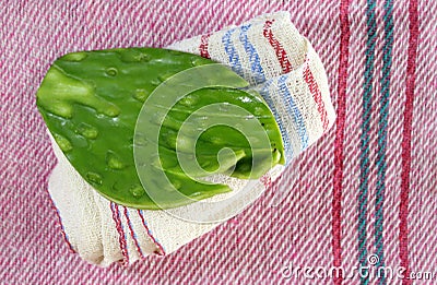 The nopal has different properties to keep our body healthy. Besides being healthy, it is also used for different branches such as Stock Photo