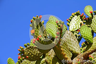 Nopales or Prickly Pear Cactus with a blue sky and flowers I Stock Photo