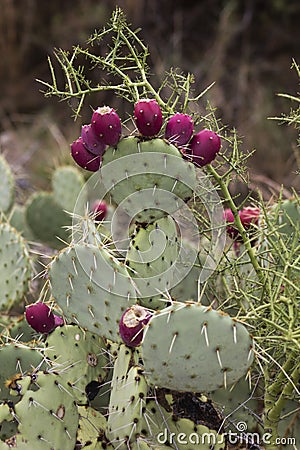 Nopal ( Nopalea ) Prickly Pear Cactus with Red Fruits Stock Photo