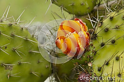 Nopal, prickly pear cactus orange and yellow flower Stock Photo