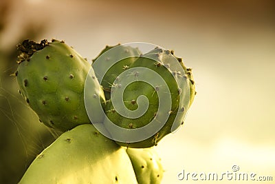 Nopal or Prickly Pear Stock Photo