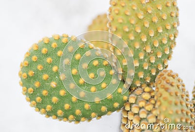 Nopales cactus leaves Stock Photo