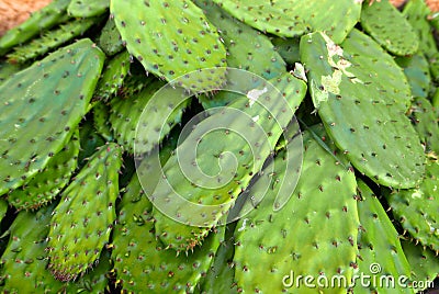 Nopales Stock Photo