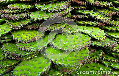 Nopales Stock Photo