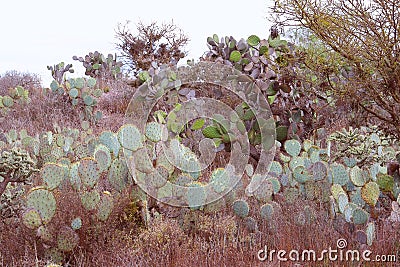 Nopales or Prickly Pear Cactus near the mine of mineral de pozos guanajuato, mexico IV Stock Photo