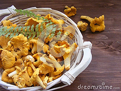 Nordic and russian cuisine : chanterelle mushroom close up Stock Photo