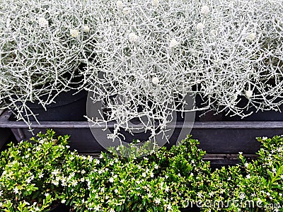Nordic style decorative plants Stock Photo
