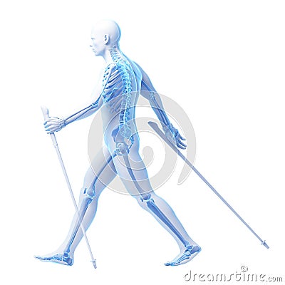 Nordic walking Cartoon Illustration