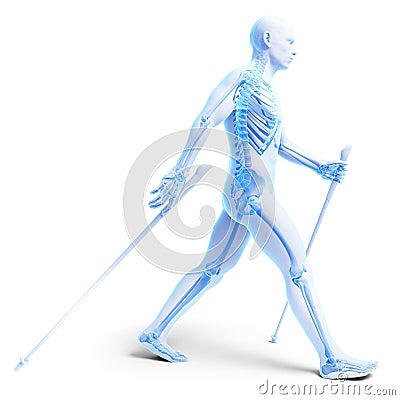 Nordic walking - skeleton Cartoon Illustration