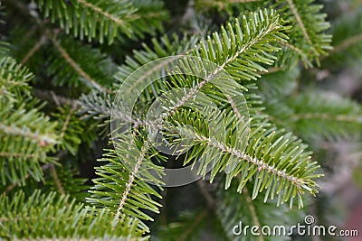 Nordmann fir Stock Photo