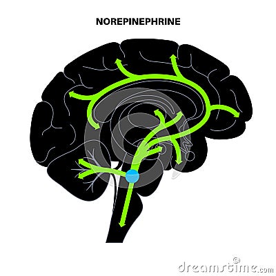 Norepinephrine hormone pathway Vector Illustration