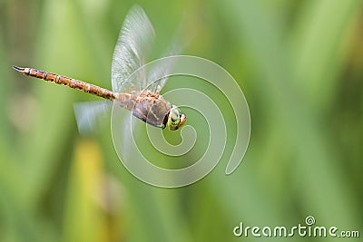 Norfolk Hawker Aeshna isosceles Stock Photo