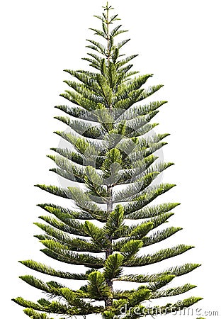 Norfolk Island Pine Stock Photo